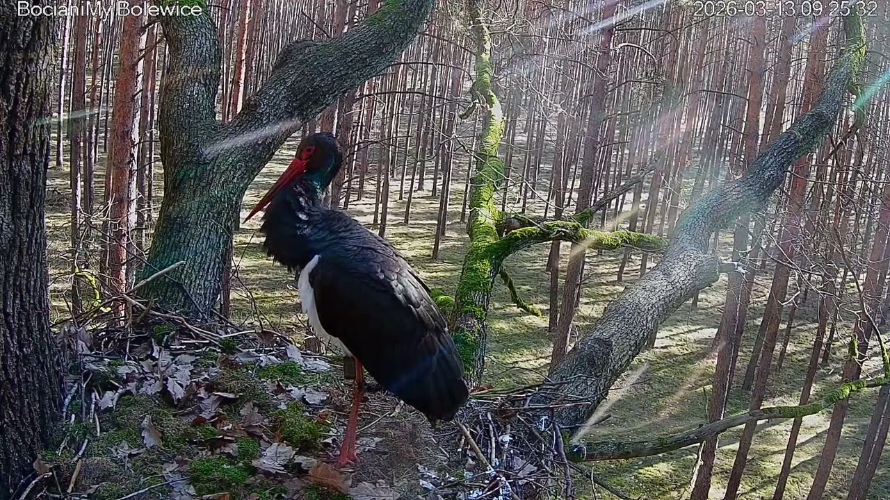 Powrót Skierki do gniazda w Bolewicach / The return of the Skierka to its nest in Bolewice