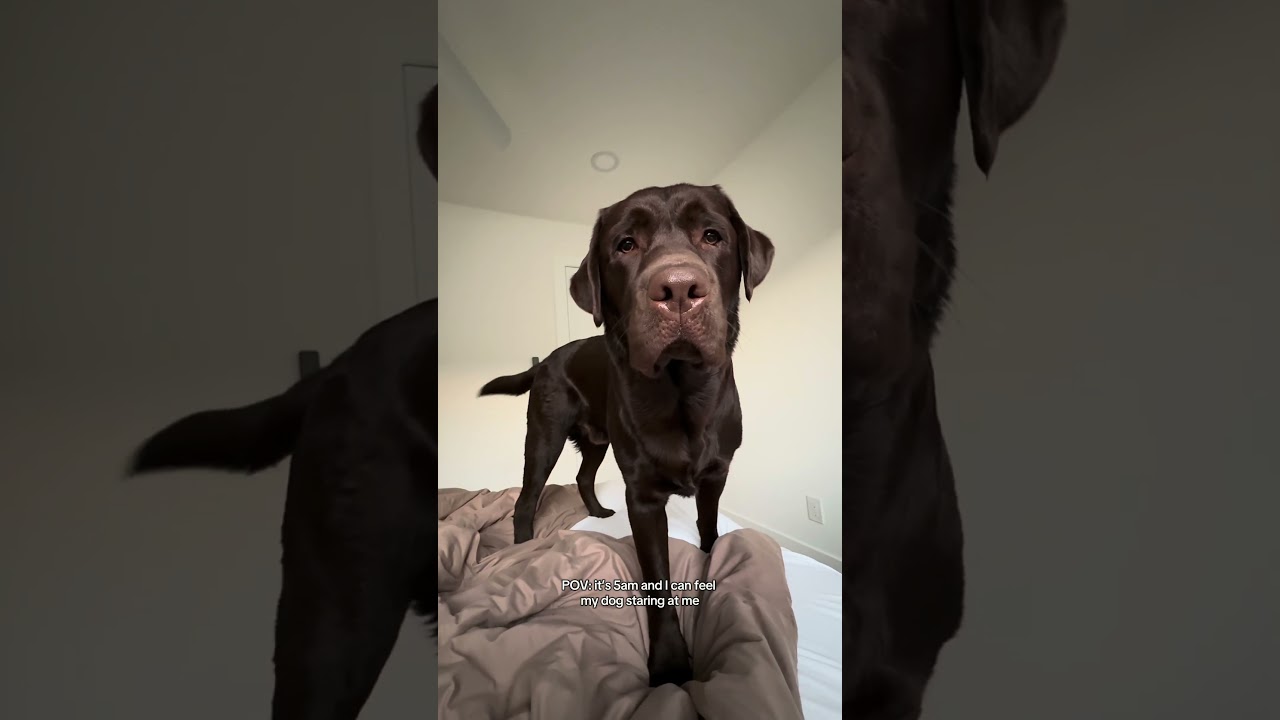 My dog is my alarm clock 🤣 #funnydog #puppy #retreiver #labrador #labradoretriever