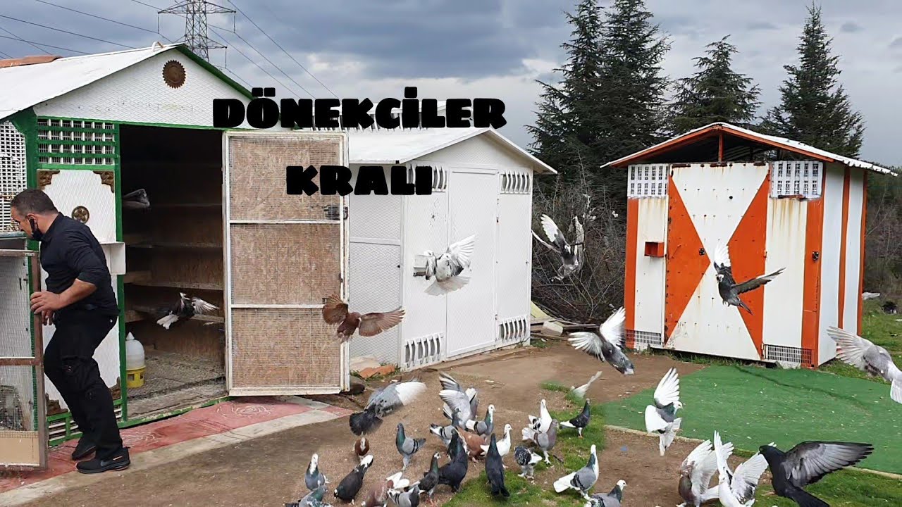 BOMBACI YALÇIN DAN DEHŞET MAKEDON DÖNEKLERİ BÖLÜM  1