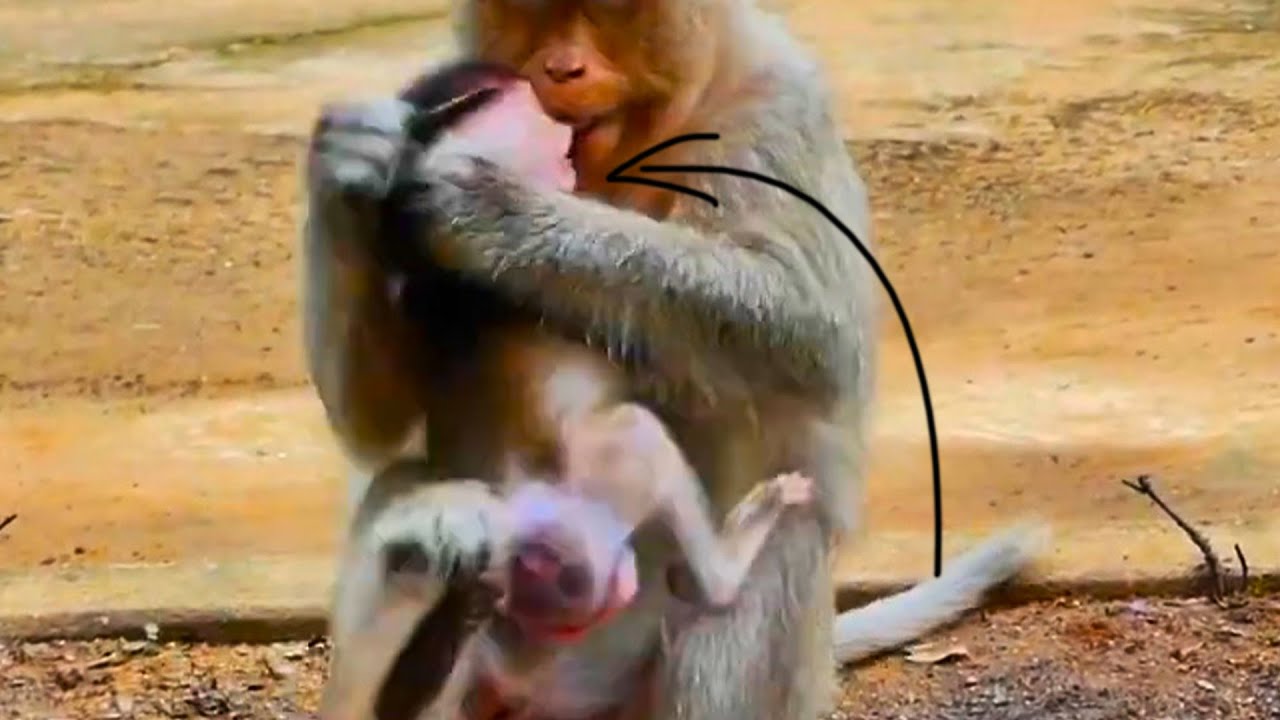 The Macaque baby monkey c.r.y.i.n.g for milk and hug, Mom r.e.j.e.c.t.i.n.g with k.i.c.k.i.n.g