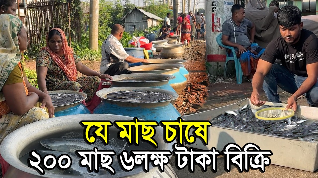 পোনা মাছের রাজধানী থেকে- মাছের পোনার দাম ও কোথায় পাওয়া যায় | Nil Bangla Krishi