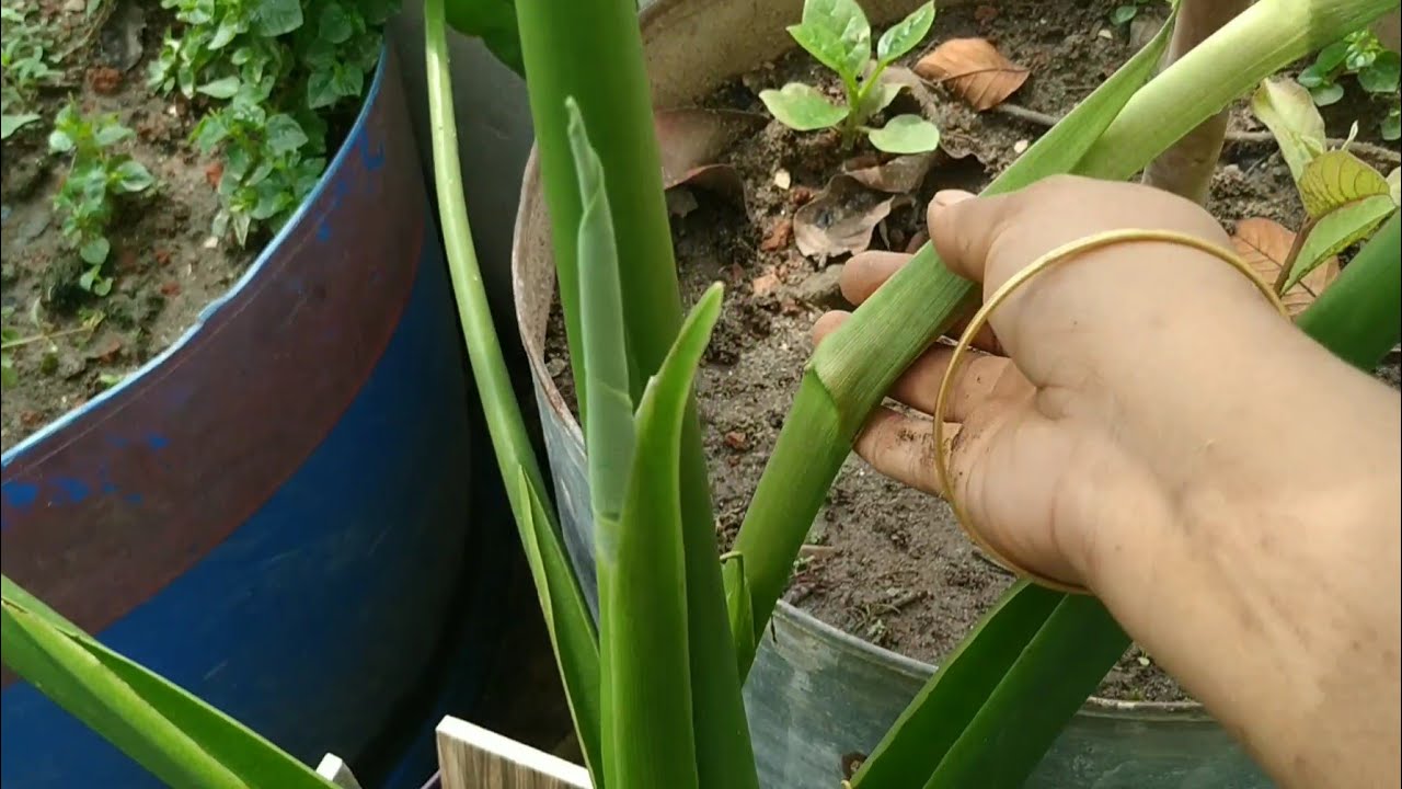 স্বর্ণ লতিকার ছাদ বাগানে জংলা কচুর লতি সংগ্রহ | স্বর্ণ লতিকা |
