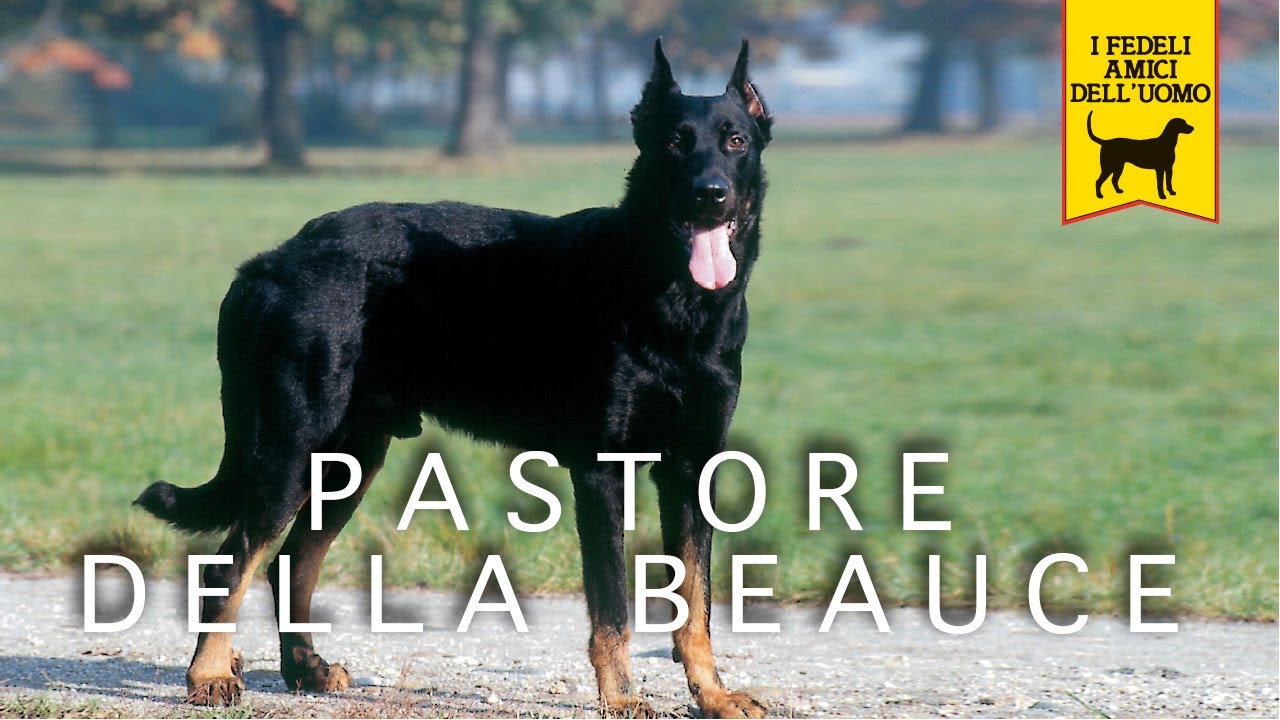 PASTORE DELLA BEAUCE trailer documentario