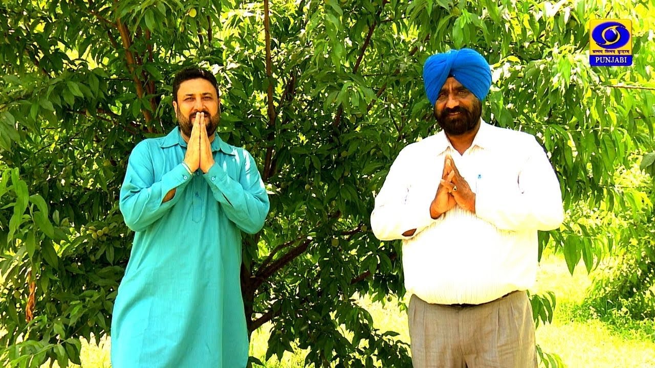 Mera Pind Mere Khet | ਆੜੂ ਦੀ ਸਫ਼ਲ ਕਾਸ਼ਤ | 11 April 2022 | DD Punjabi