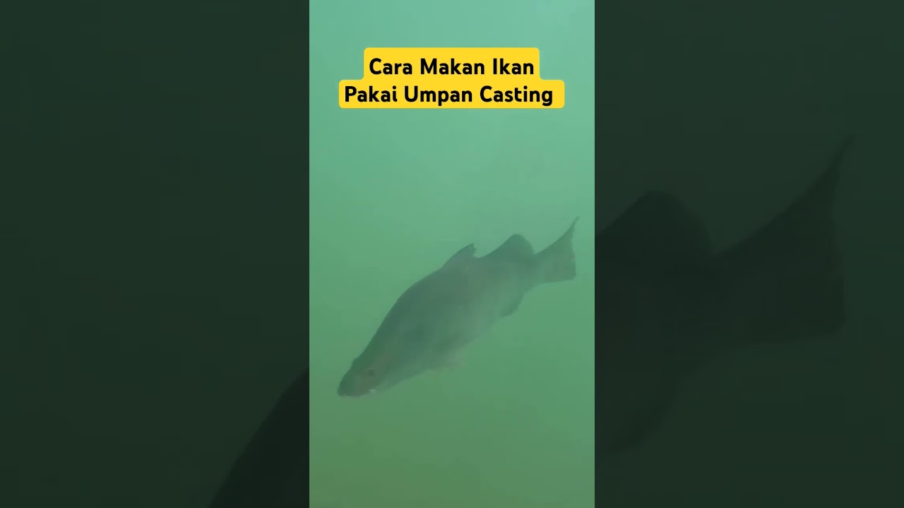 Sambaran Ikan Barramundi Memakai Umpan Casting #barramundi #kakapputihbabon #casting #fyp