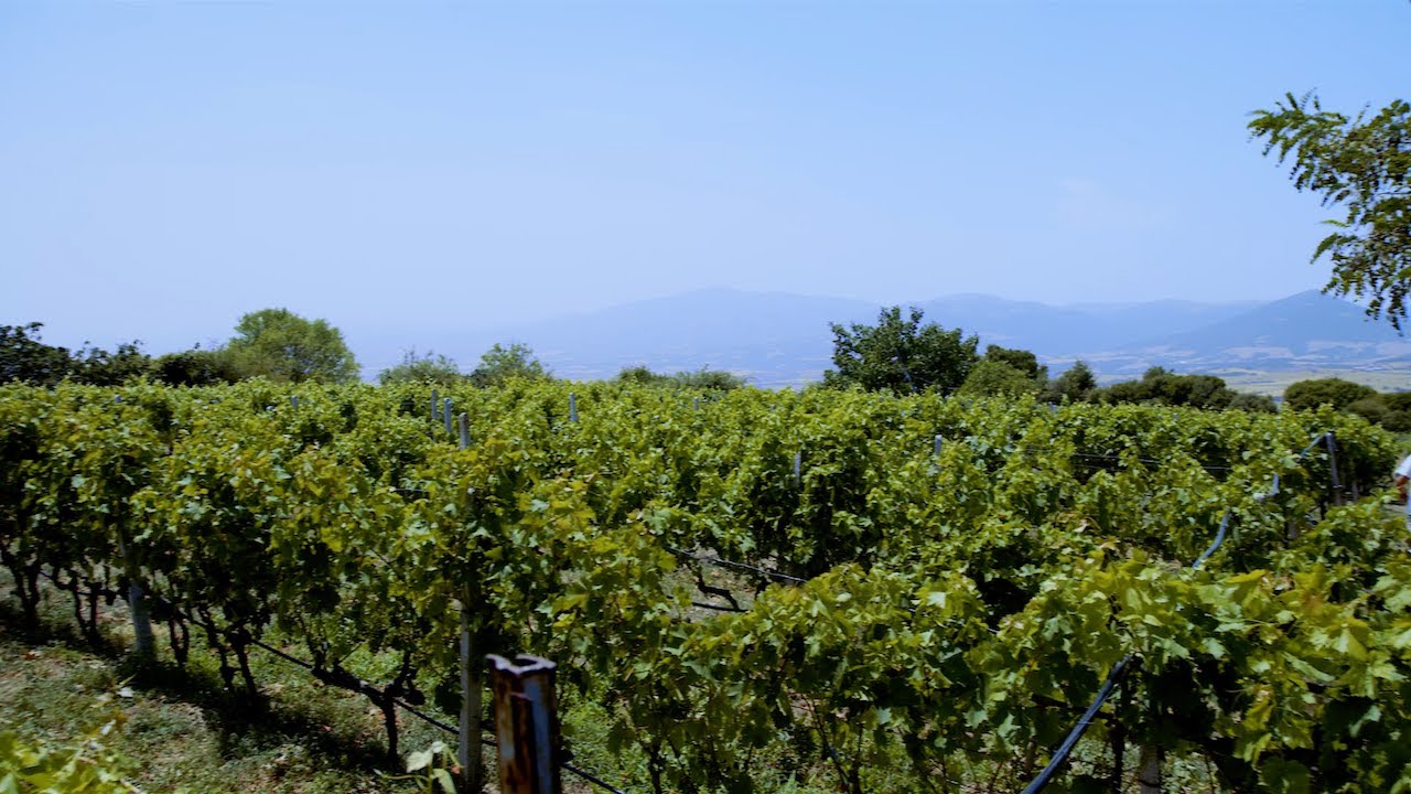 ΠΩΛΕΙΤΑΙ ΑΜΠΕΛΩΝΑΣ ΣΤΟ ΛΙΒΑΔΙ ΟΛΥΜΠΟΥ | VINEYARD FOR SALE IN LIVADI OF OLYMPUS | 6974200485
