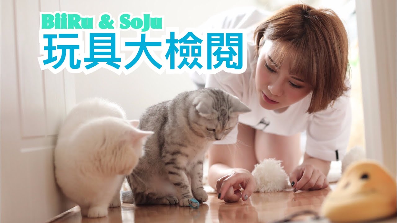 【貓奴必看 】貓玩具大賞！一起奉承主子吧！ Cat Toys Award 2017