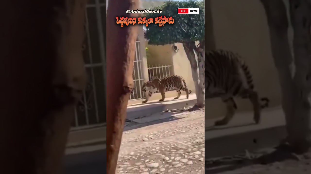పెద్దపులిని కుక్కలా కట్టేసాడు
