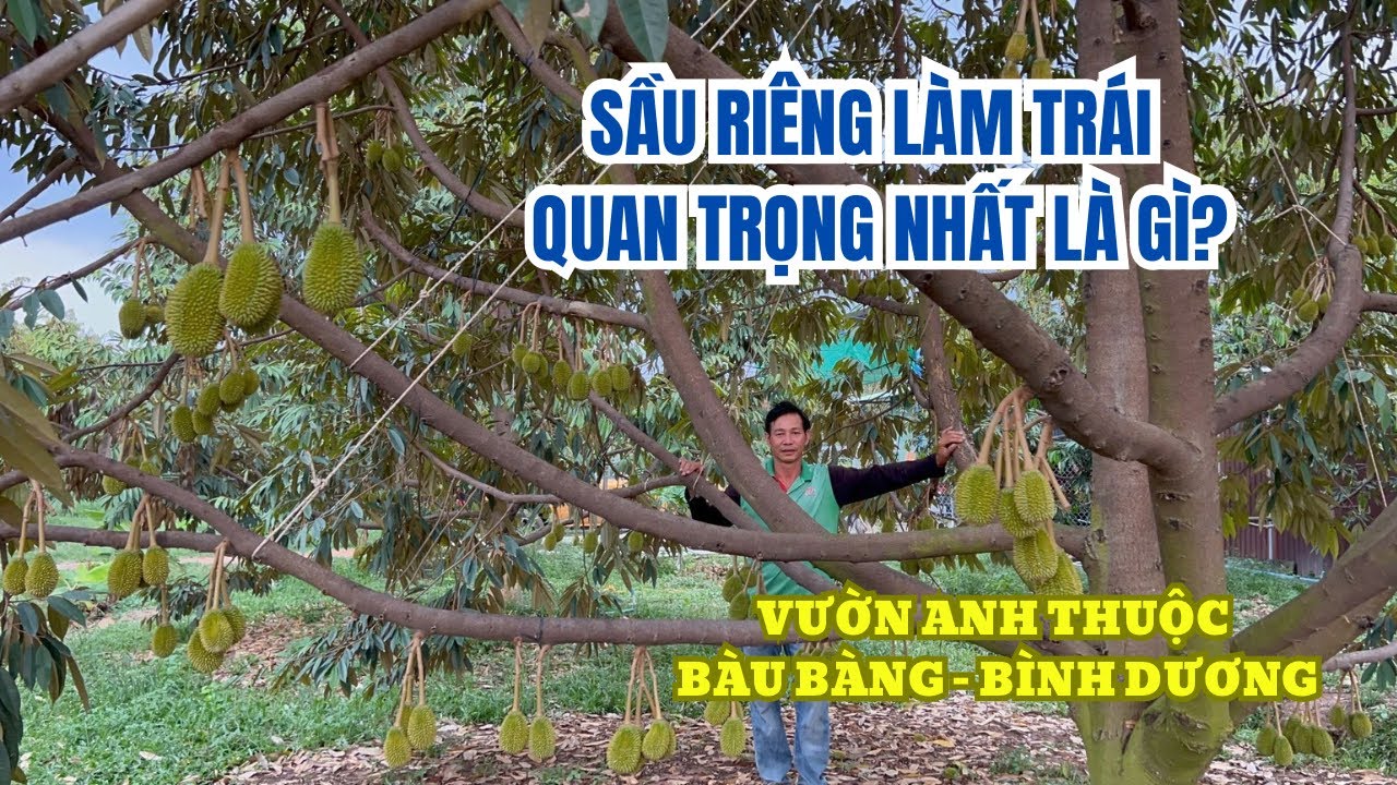 MUSANGKING VƯỜN ANH THUỘC - BÀU BÀNG, BÌNH DƯƠNG