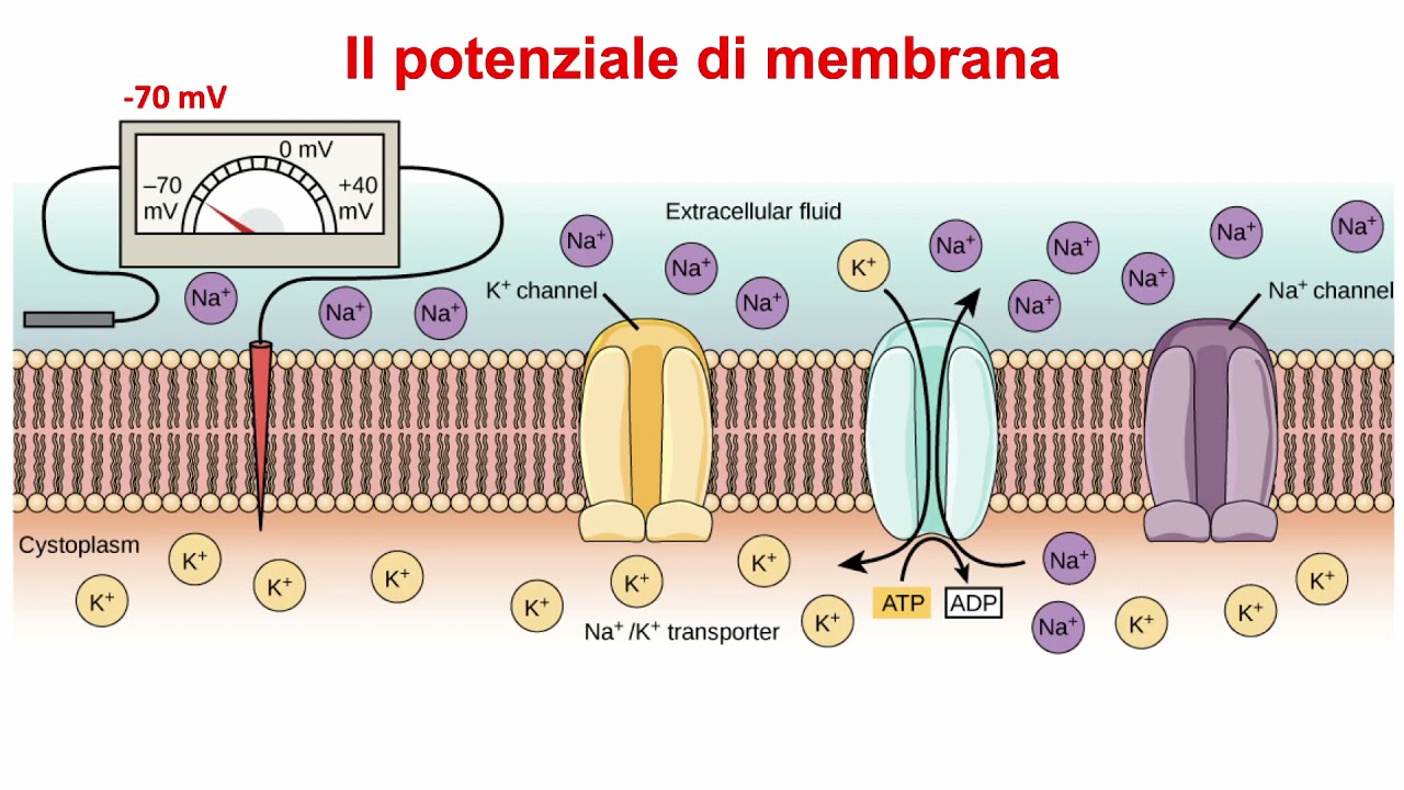 Trasporti attivi di membrana: la pompa sodio-potassio, potenziale di membrana e potenziale d'azione
