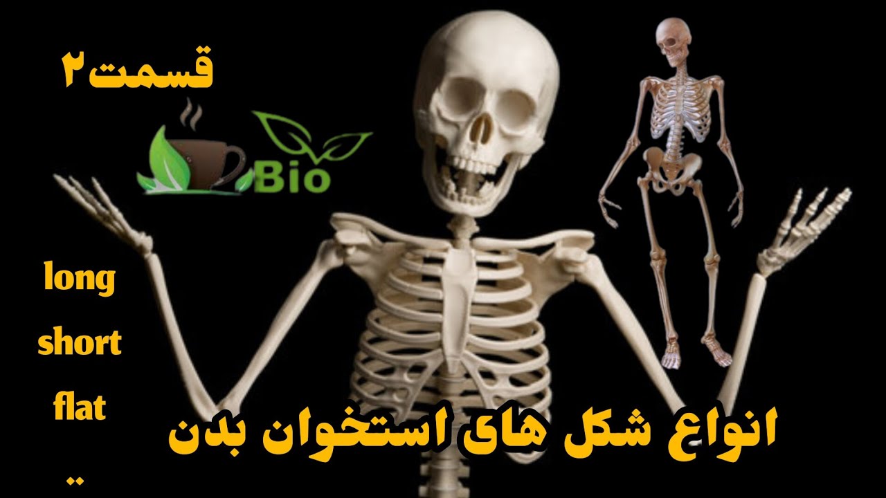استخوان(آناتومی استخوان به زبان ساده) انواع استخوان از نظر شکل. استخوان های بلند.، کوتاه، تخت،..
