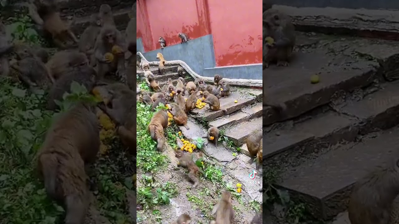 Life of monkeys living in the forest