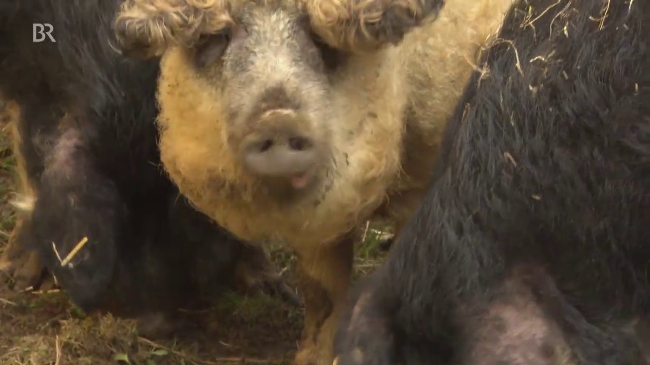 Das Wollschwein: vom Aussterben bedroht | BR24