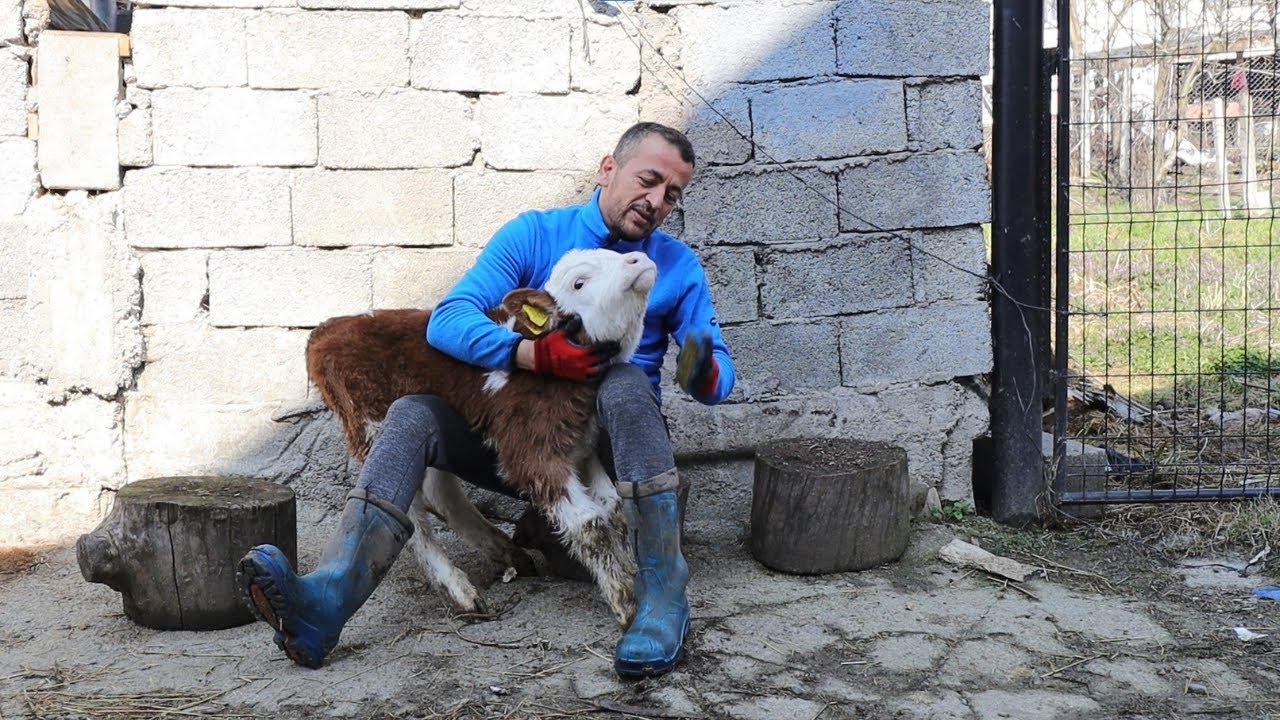İNEKLERDE KIZGINLIĞA GELME