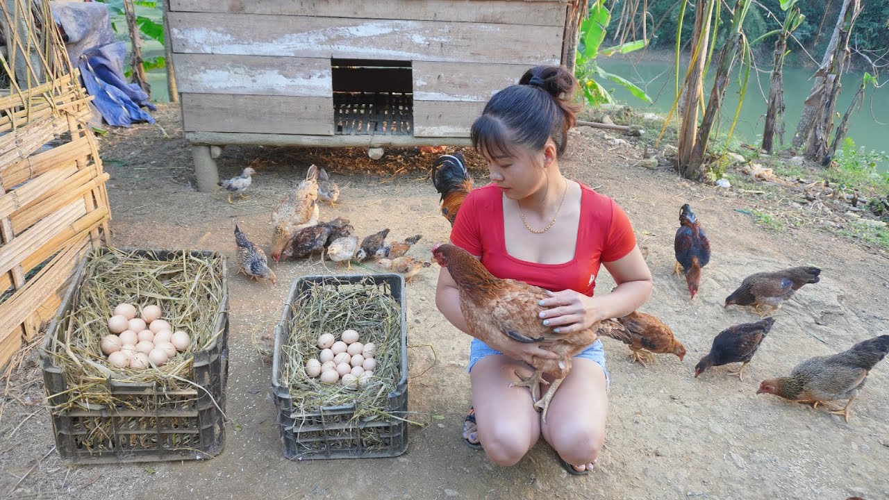 How To Sow Rice Seeds, Transplant Spring Rice, Repair Potholes That are Incubating Eggs, Ep113