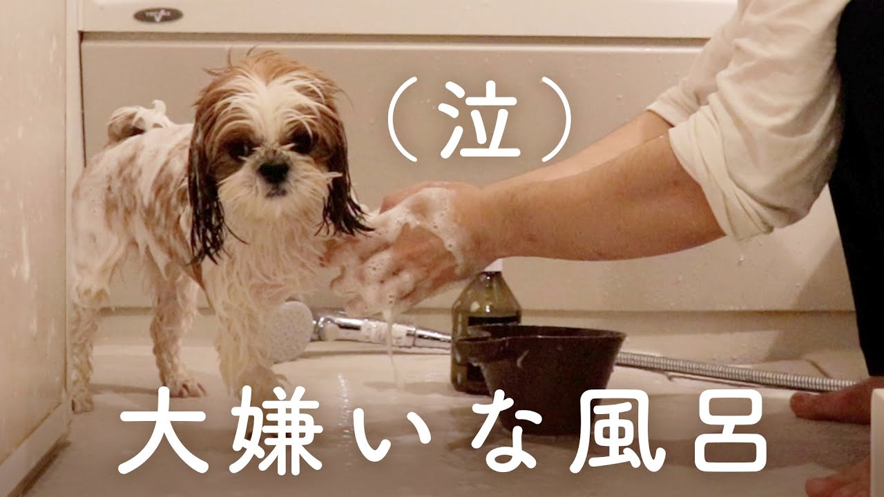 シーズー風呂｜大嫌いなおシャンプーを唸りながらも耐え続けるわんこ【シーズー犬との暮らし】