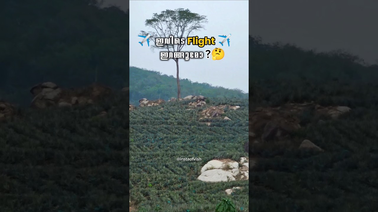 Kodumon Estate 💚 #travel #tourism #sabarimalaairport #sabarimala #shortvideo #yt #kodumon #kerala