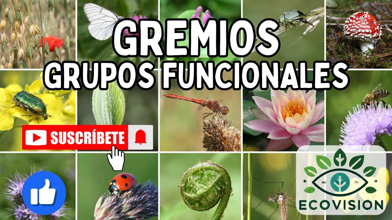 Gremios: Grupos Funcionales