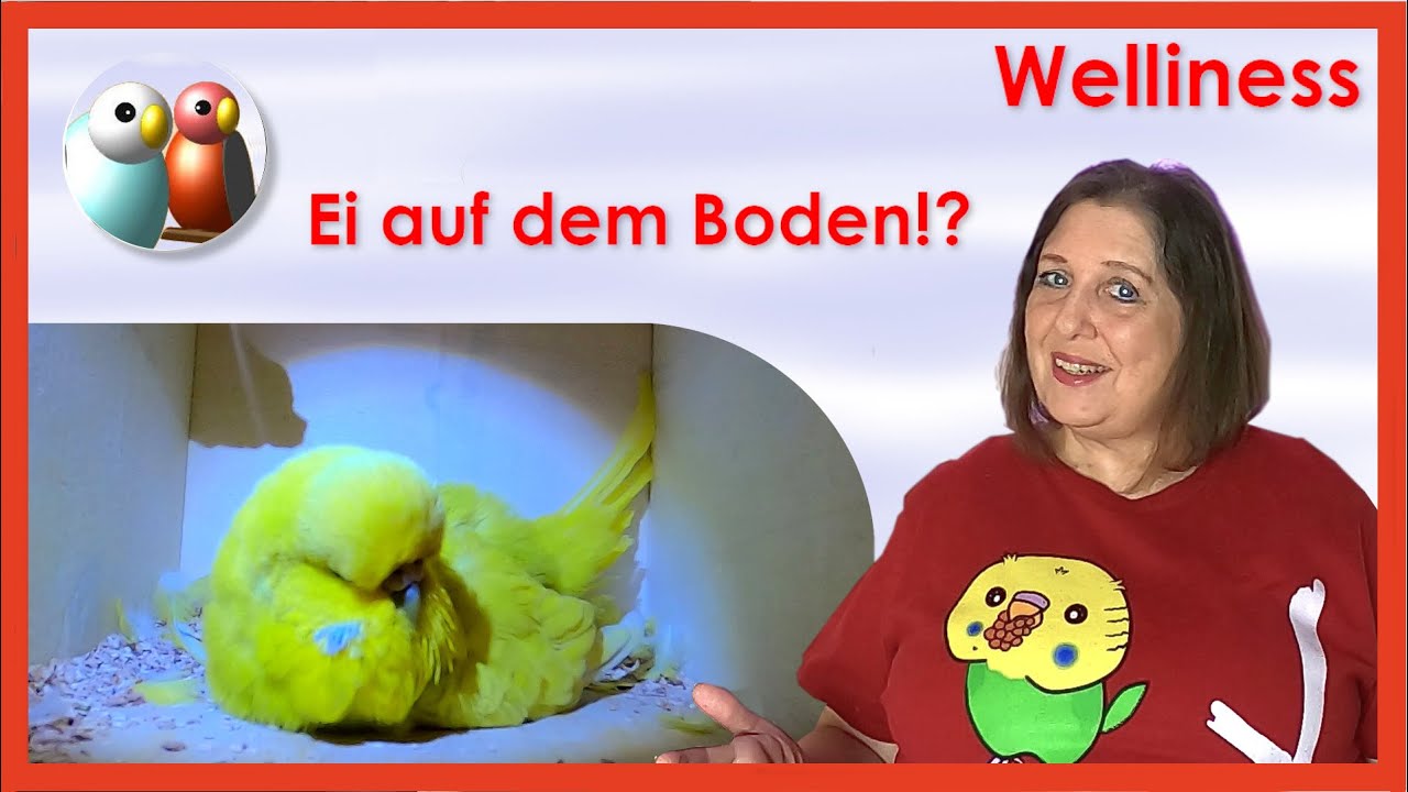 Wie oft legt ein Wellensittich Eier? Kannst du das Ei wegnehmen? Wie man es verhindern kann. 248