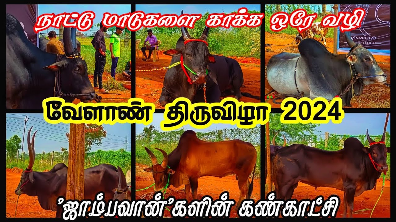 காளைகளின் கண்காட்சி2024 | வேளாண்திருவிழா முழுவீடியோ | Kangeyam Bulls Show2024 |காளைகள்வளர்ப்பு |கோவை