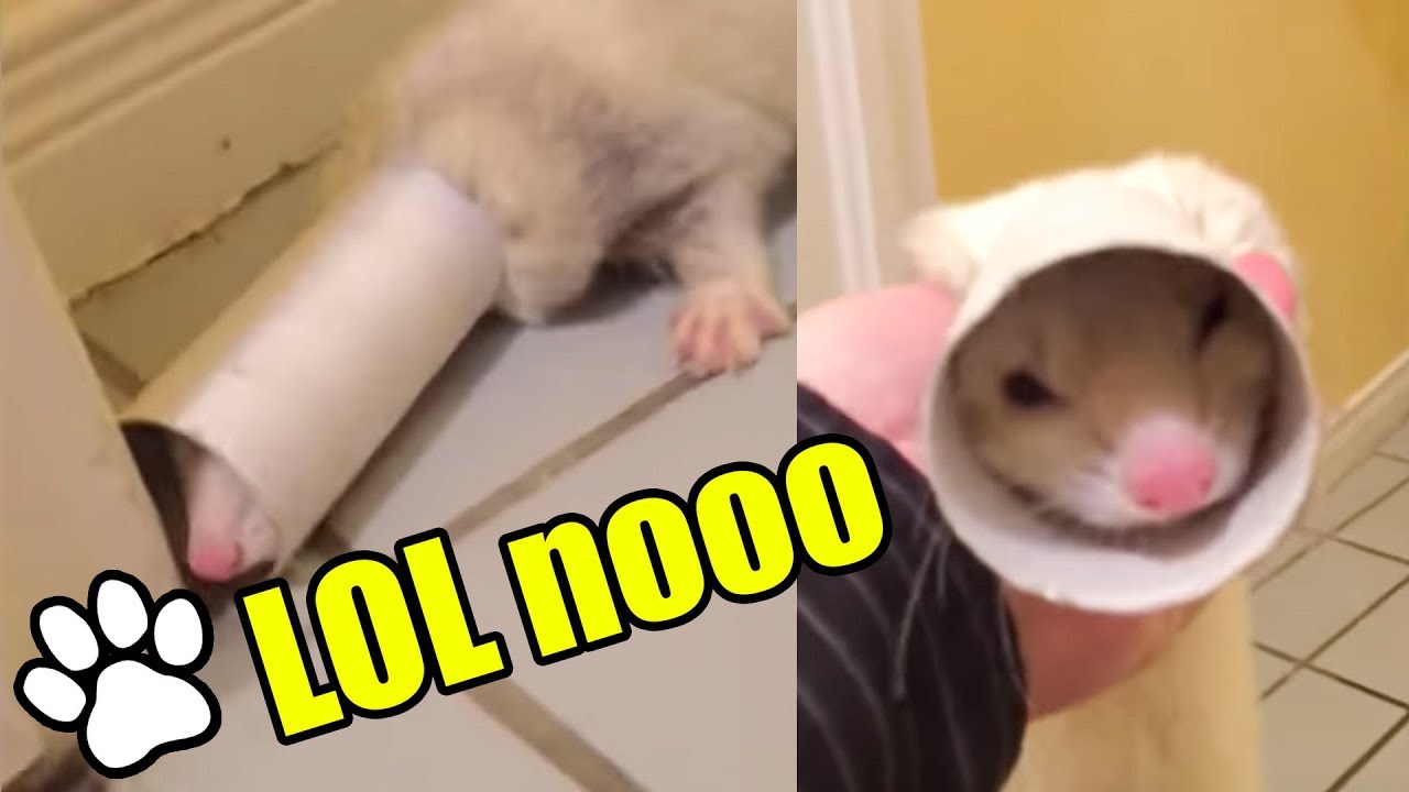 Funniest Ferrets of All Time | Funny Pet Videos 2018 | That Pet Life