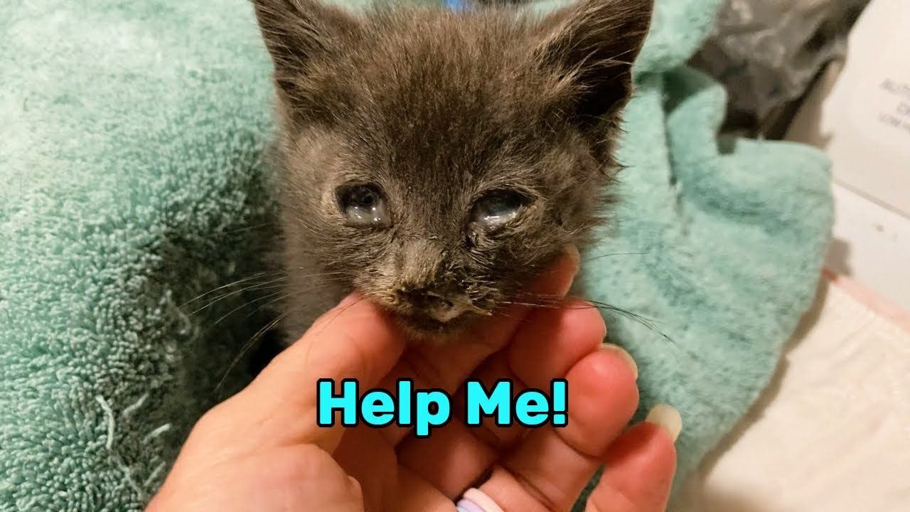 If Feral Kittens Could Talk...Would You Listen?