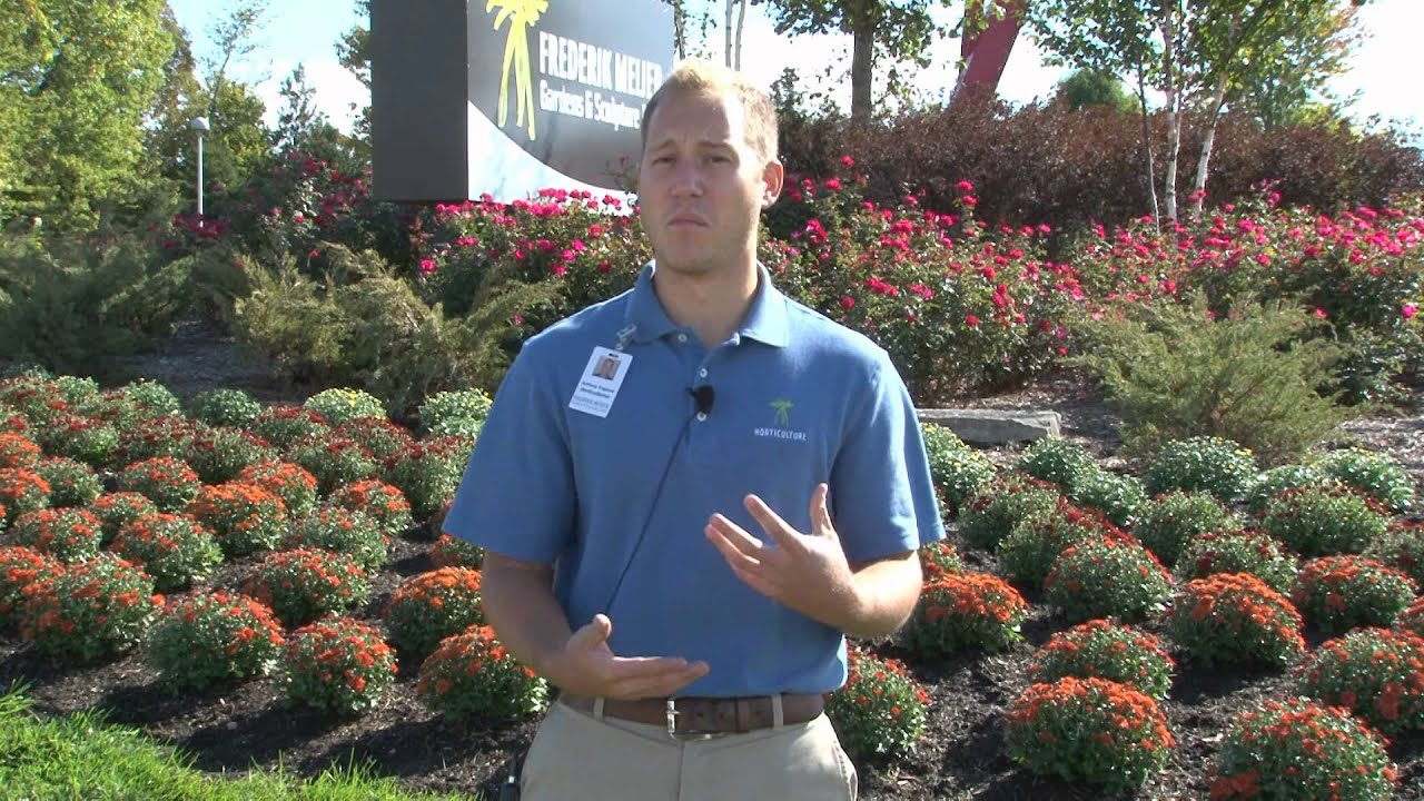 Making Most of Your Mums - A Meijer Gardens Gardening Tip