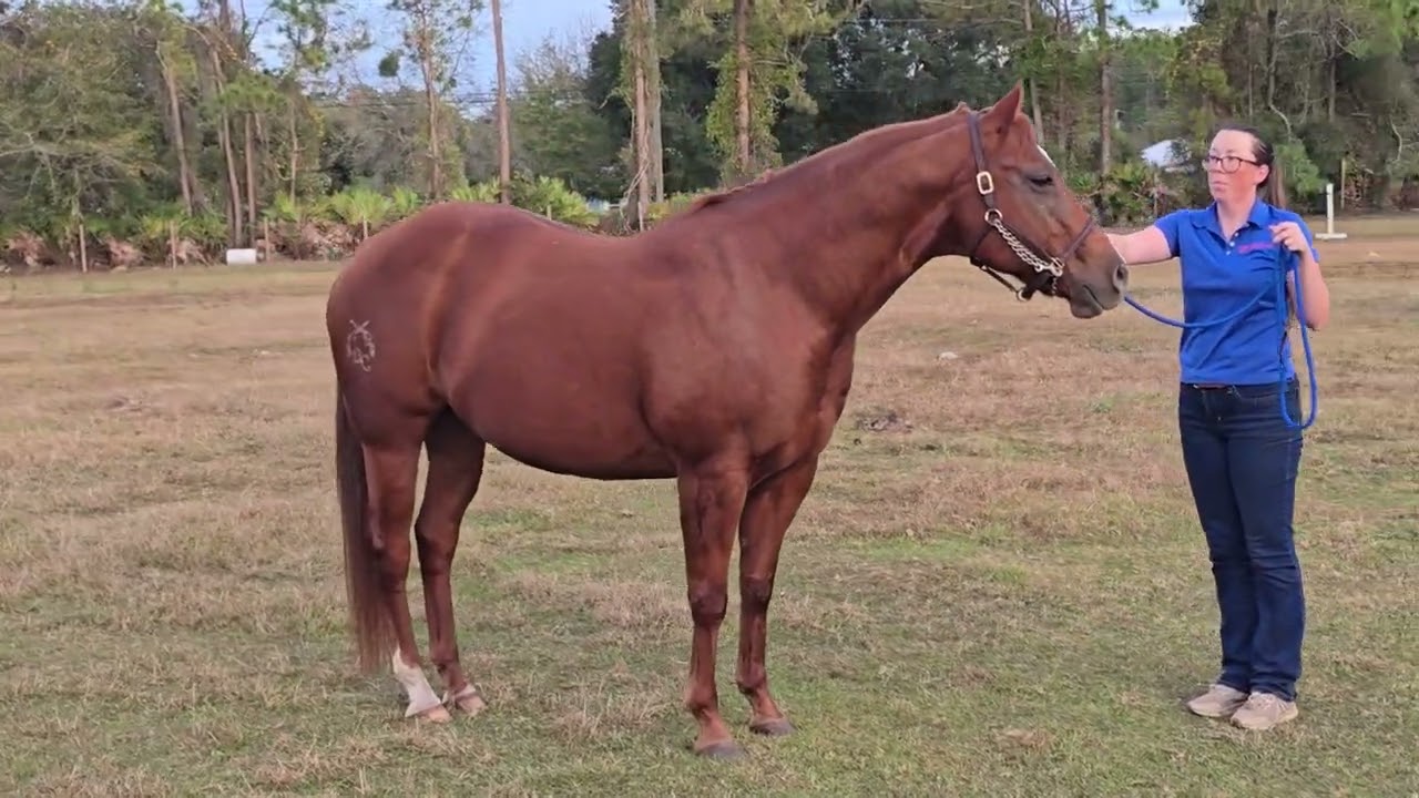 Geldings at Halter - November 