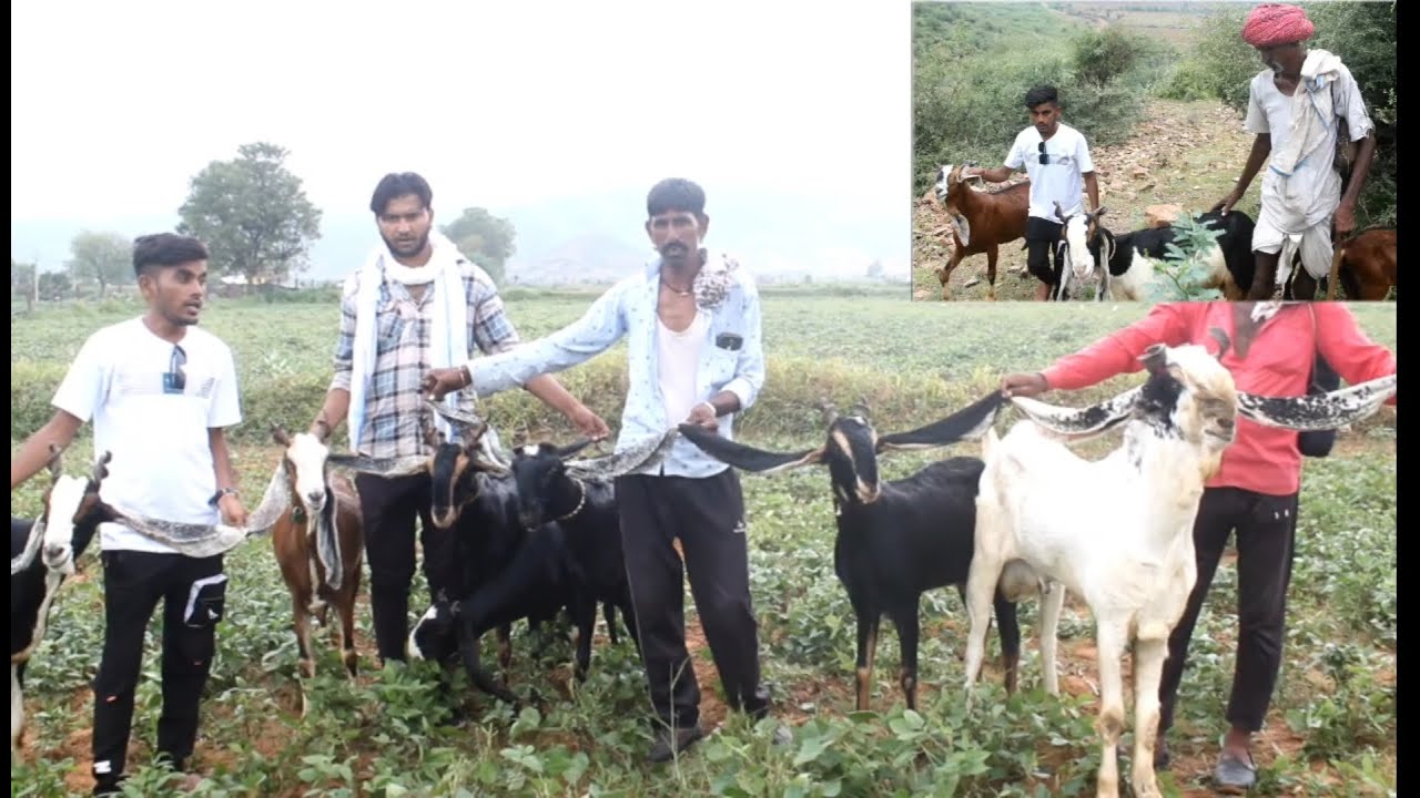 Kota jungle me esa kya ho gya Jo har bakra bakri ke