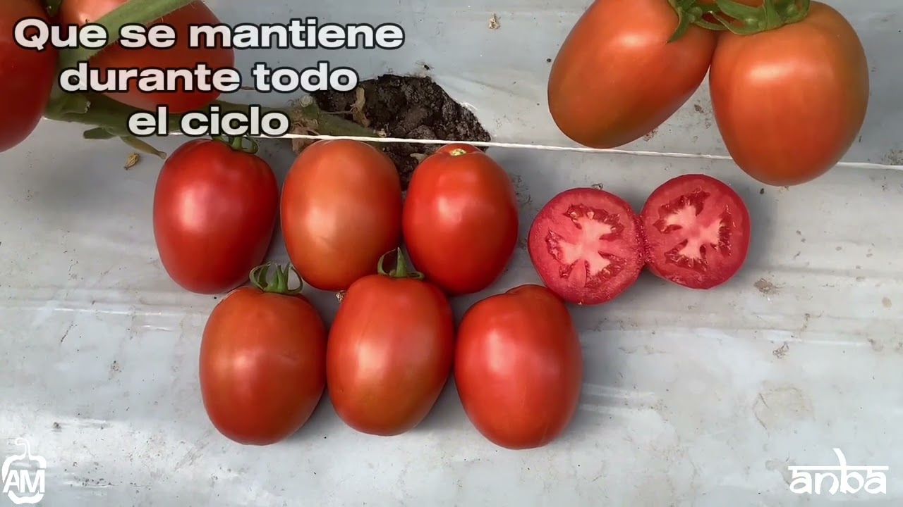 Temible F1 Tomate saladette