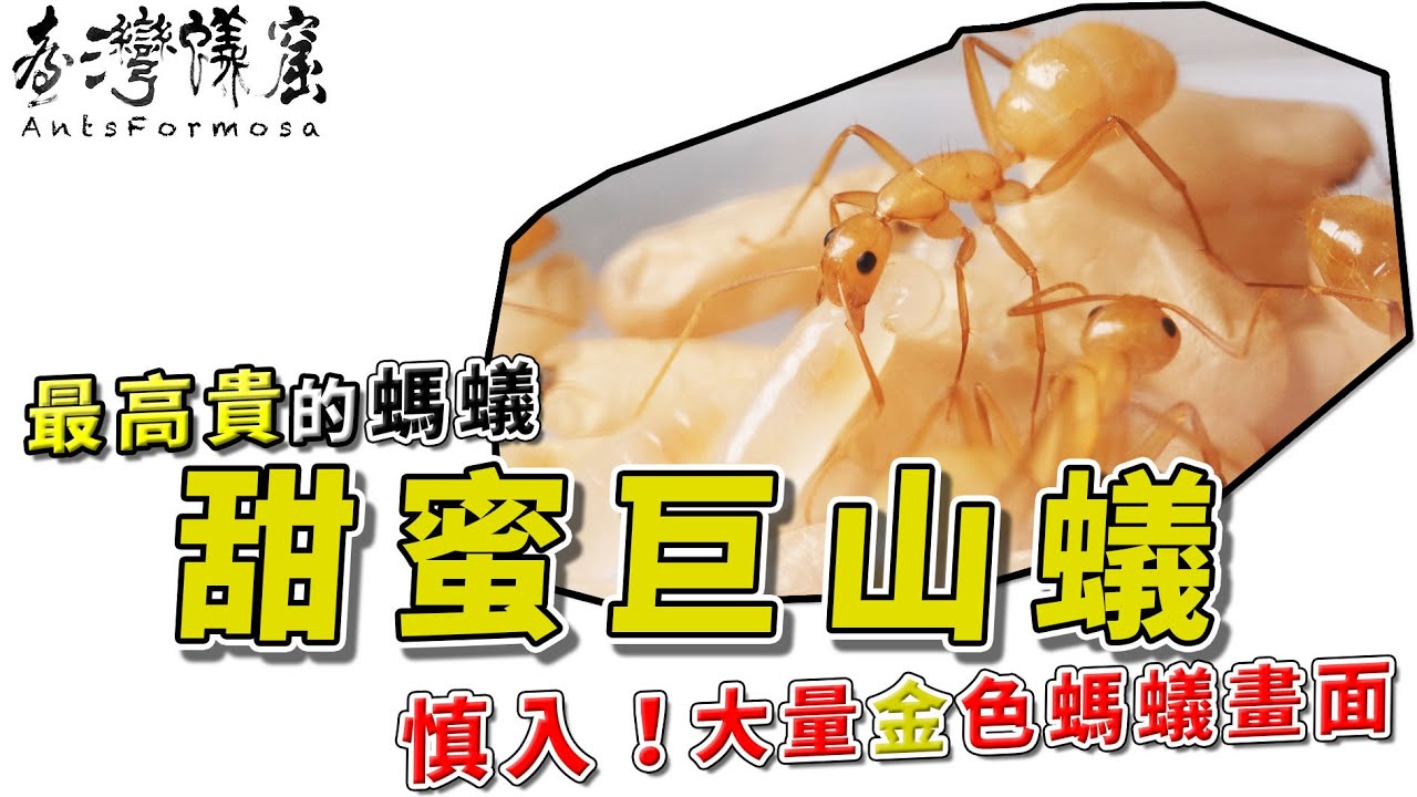 最高貴的螞蟻--「甜蜜巨山蟻」｜清水模豪宅住起來！｜螞蟻明星系列【臺灣蟻窟】