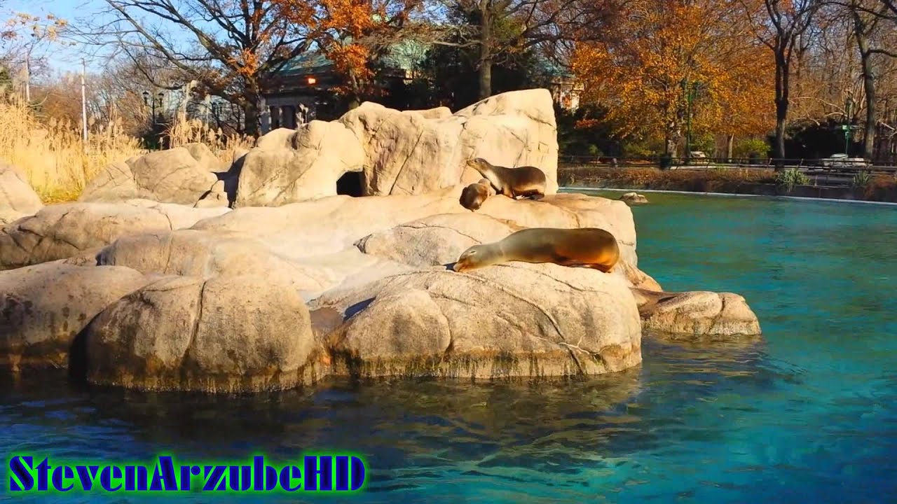 Seals From Bronx Zoo NY