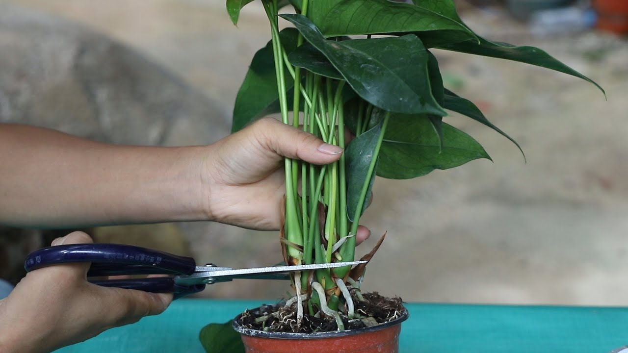 刚买回来的红掌，想让它第二次开花多，就必须从这里来几刀