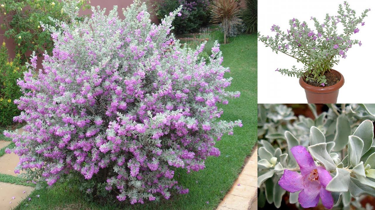 FAÇA Clones Desta Linda PLANTA