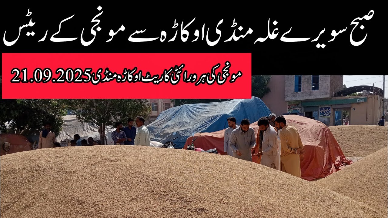 DHAN price today okara mandi // munji rate Punjab Pakistan // DHAN mandi rate 21.09.2025