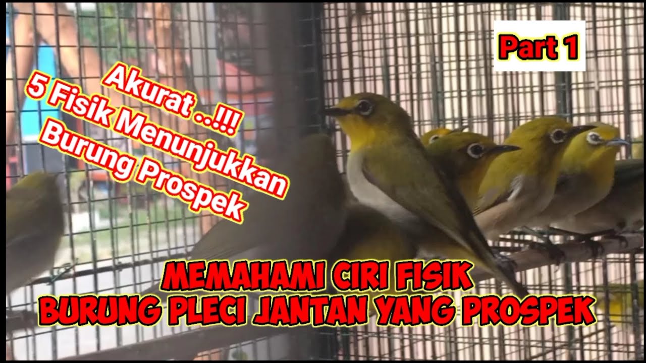 Cara Memilih Burung Pleci Jantan yang Prospek