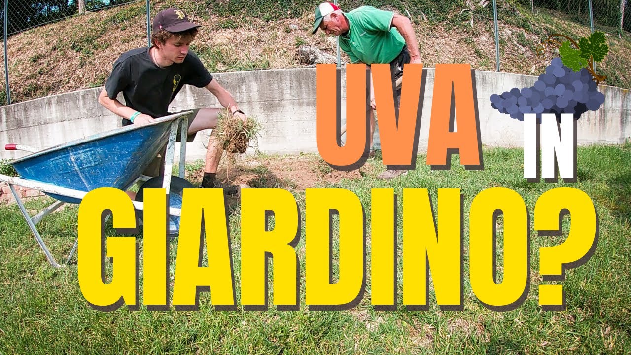 PIANTIAMO LE VIGNE... IN GIARDINO? | Coltivazione uva in giardino | Orto e giardinaggio 2020
