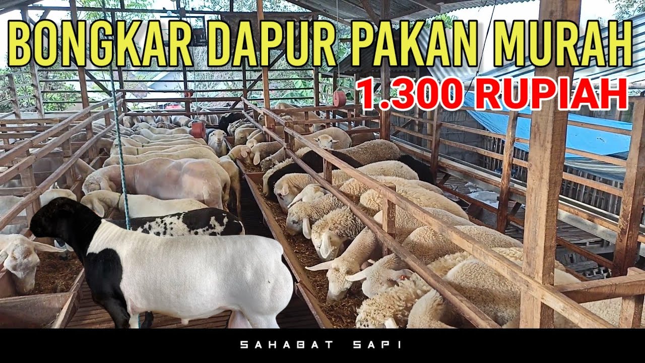 PAKAN MURAH BIKIN DOMBA CEPAT GEMUK | TERNAK KAMBING TANPA NGARIT TIAP HARI