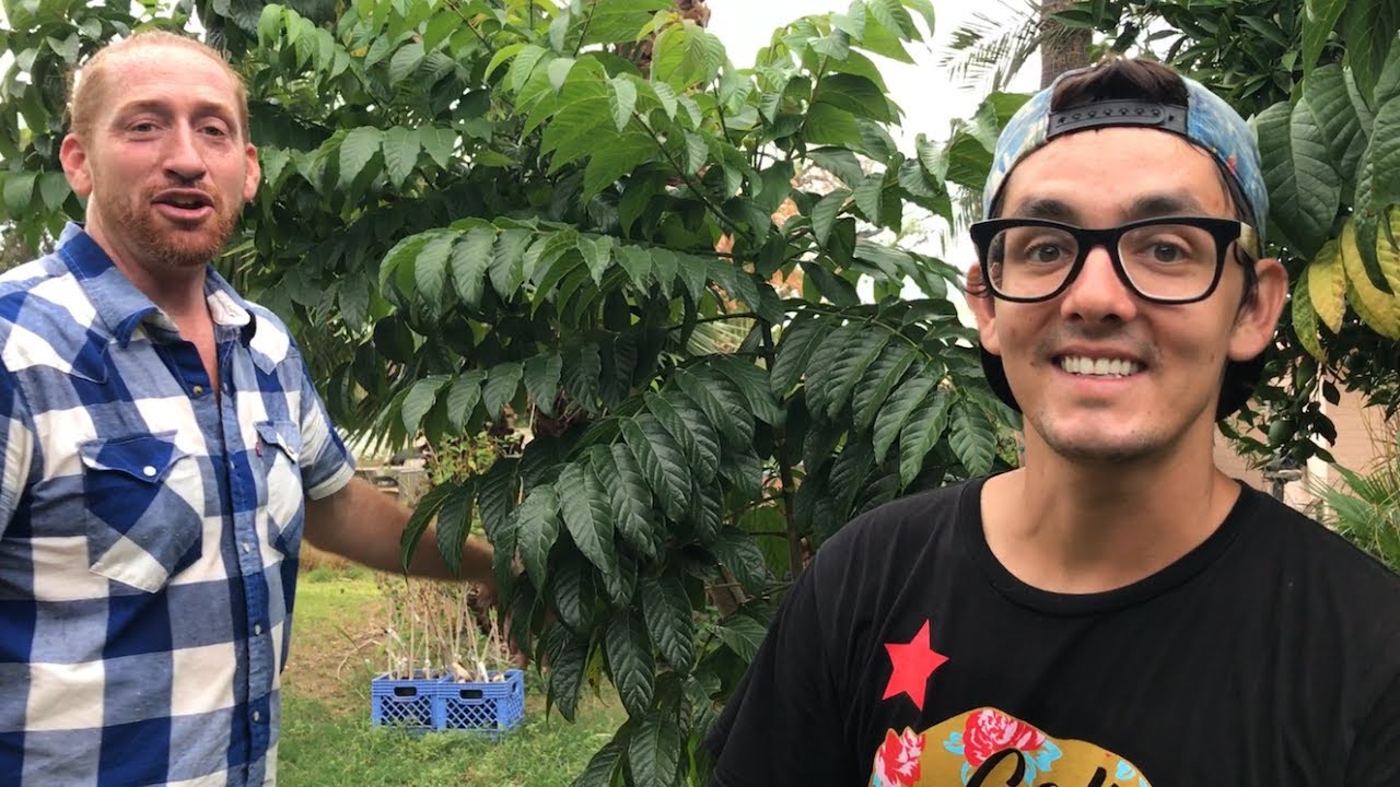 African Tulip Tree Growing Through Its Pot