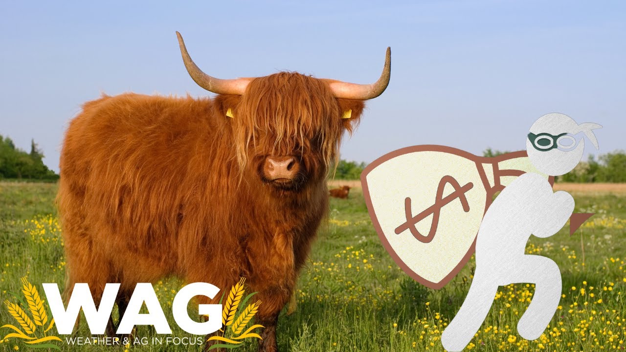 Cattle Rustling
