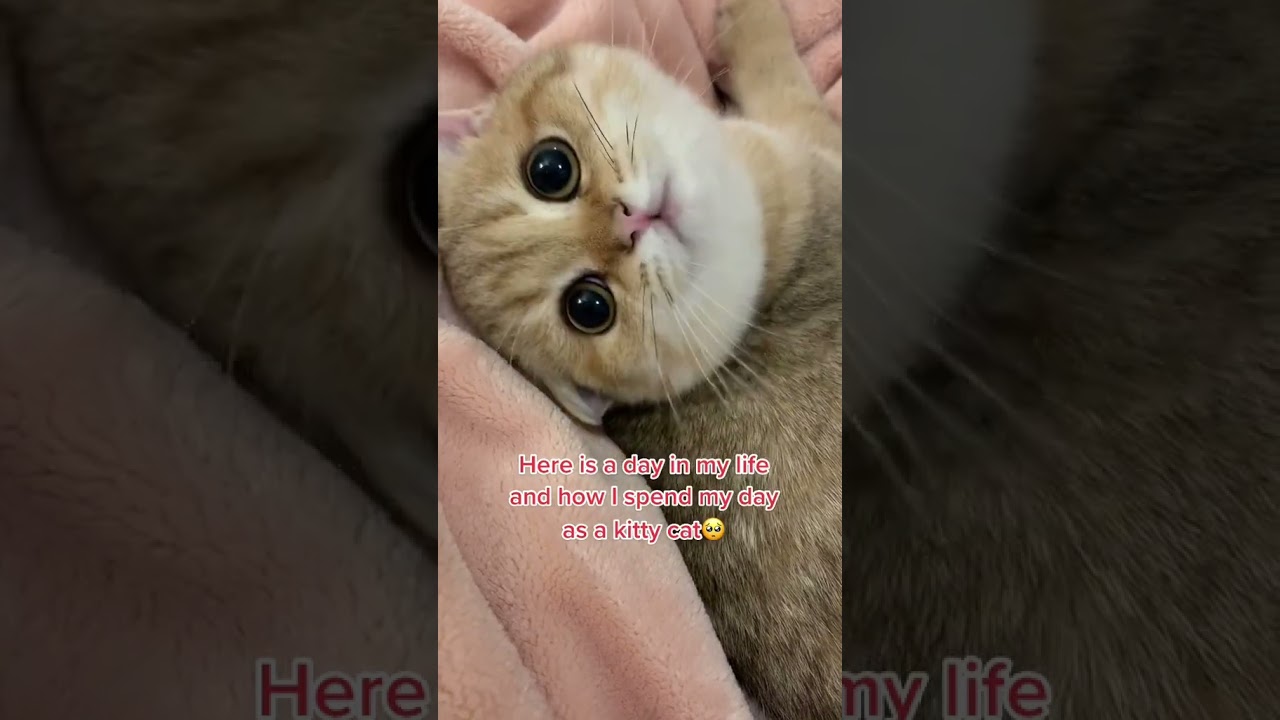 Hilarious Cat Compilation: The Ultimate Laugh Riot with Furballs!