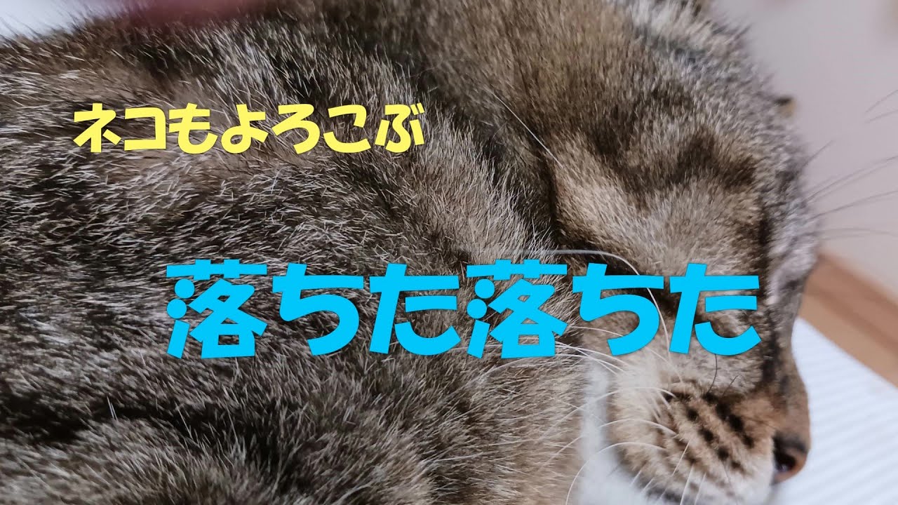 落ちた落ちた　2025アカデミー　＃レク＃レクリエーション＃レクゲーム＃レクリエーションゲーム＃リードアップ＃認知症予防＃福祉レク＃福祉レクリエーション＃福島県レクリエーション協会