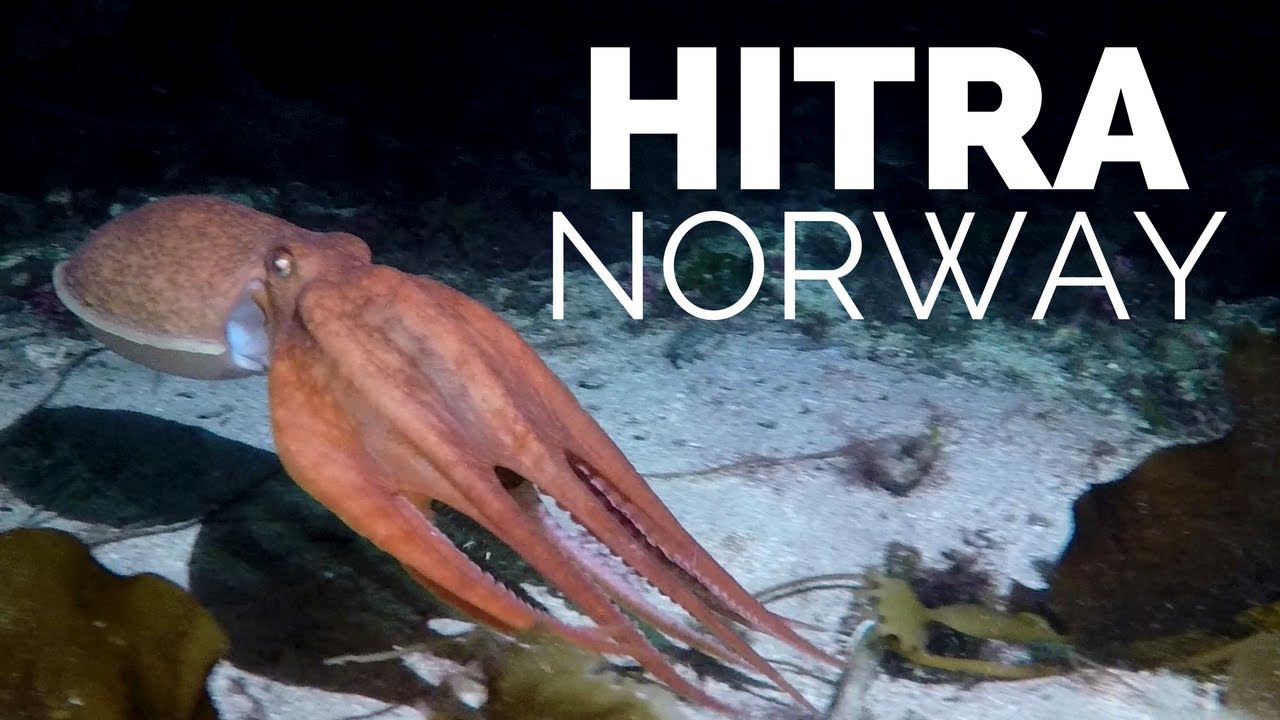 Gopro | Diving Hitra Norway