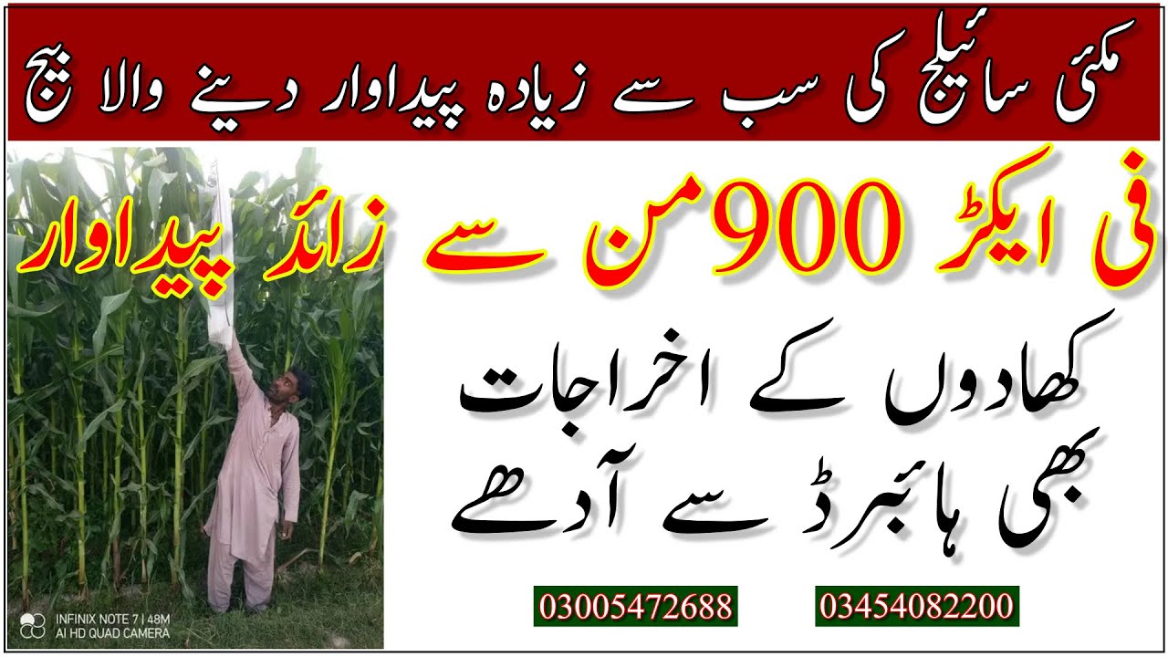 Best seed for maize silage| maize crop production technology|سائیلج کے لئے خاص مکئی بیج