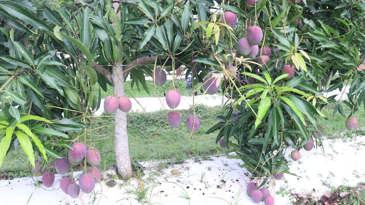 #অরুনিকা