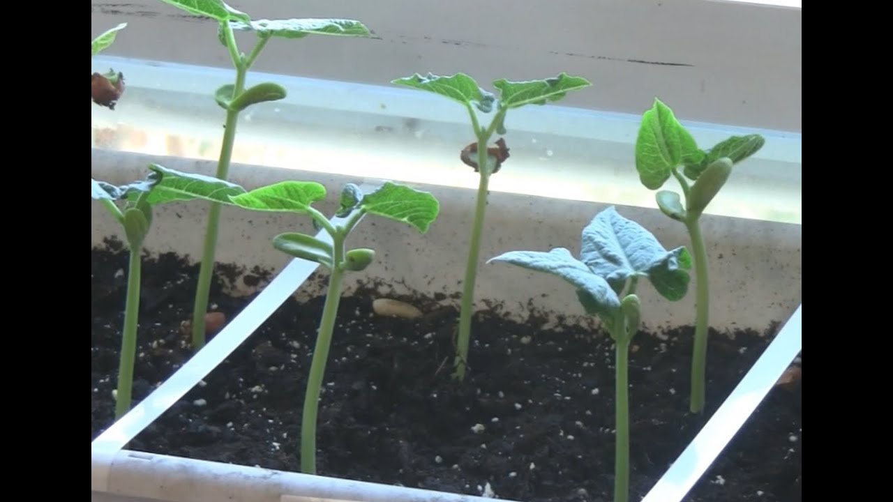 How To Speed Up Seed Germination By Scarifying Seeds