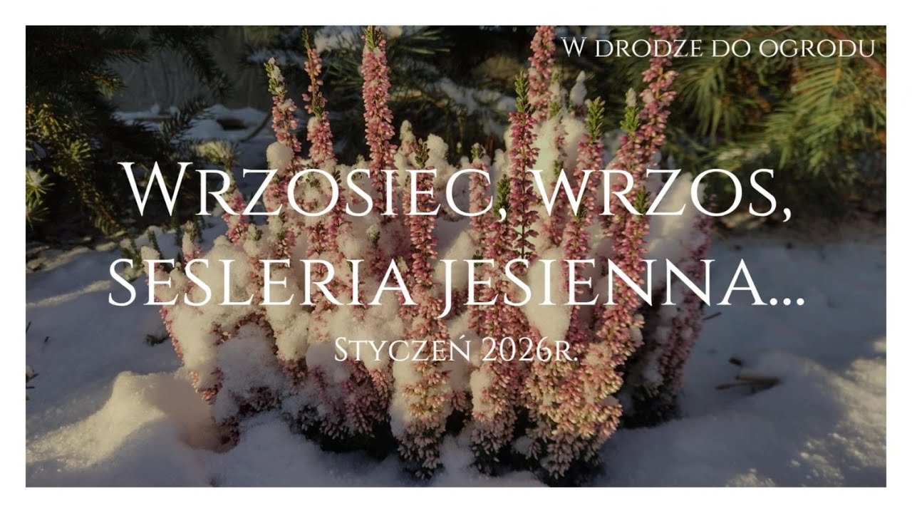 Wrzosiec, Wrzos, Sesleria jesienna - Styczeń 2026