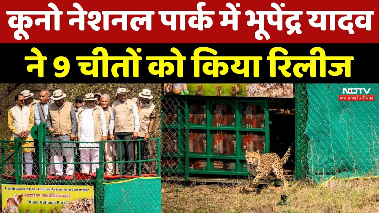 Kuno National Park: कूनो नेशनल पार्क में Bhupendra Yadav ने 9 Cheetah को किया रिलीज | MP News