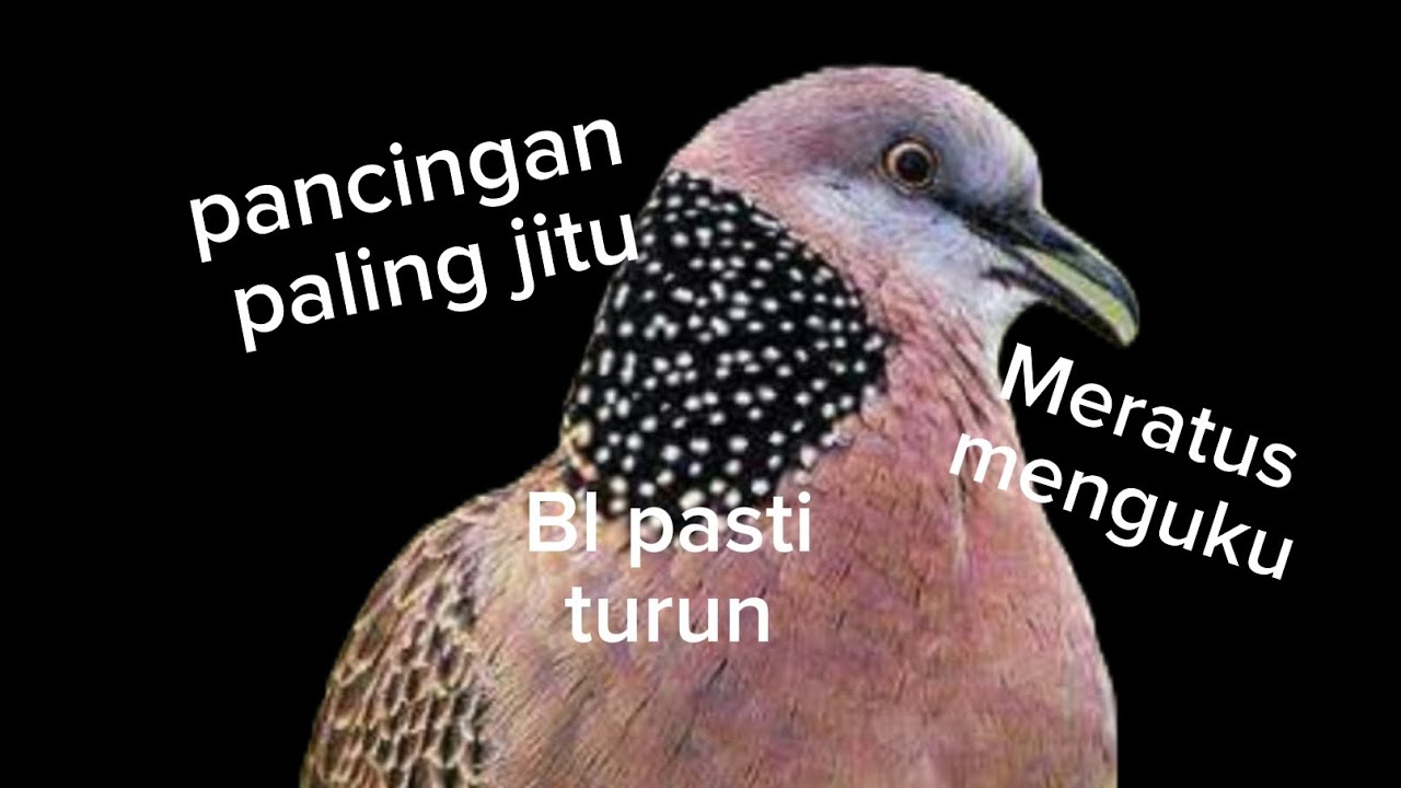 #suara