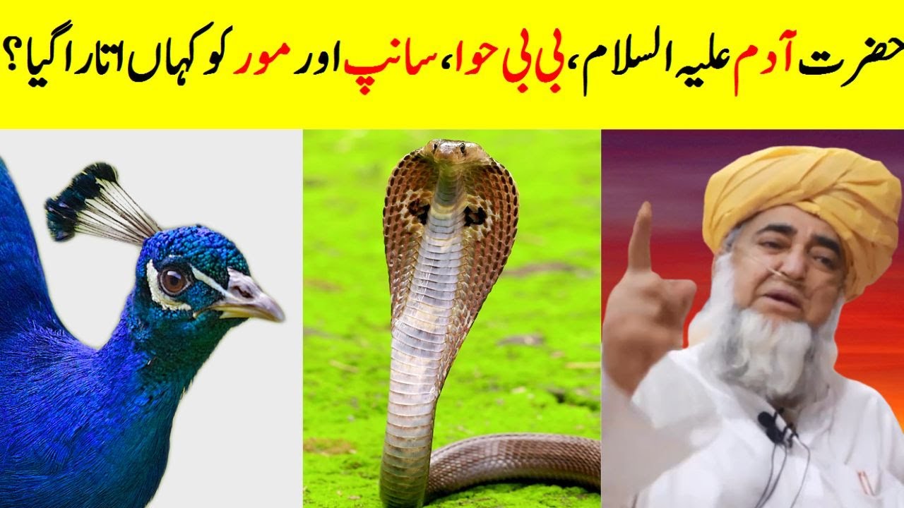 Sanp Or Mor Ko Janat Sy Q Nikala Gia? | Where Hazrat Adam, Bibi Hawa, snake and peacock brought down